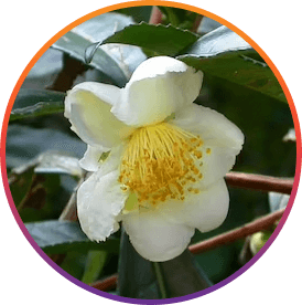 Camellia Sinensis